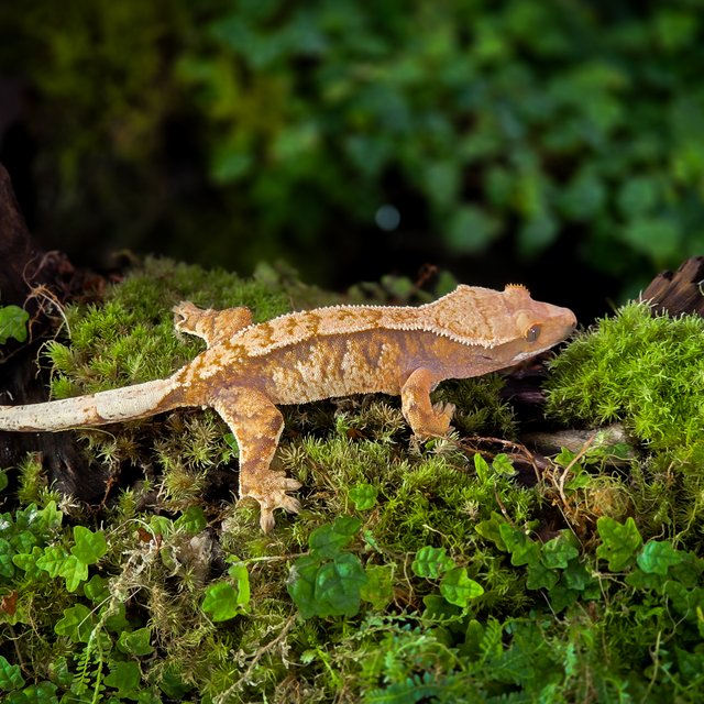 트라이 익스트림할리퀸 타이거