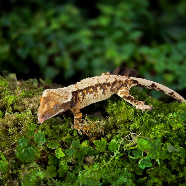 트라이 타이거 익스트림할리퀸