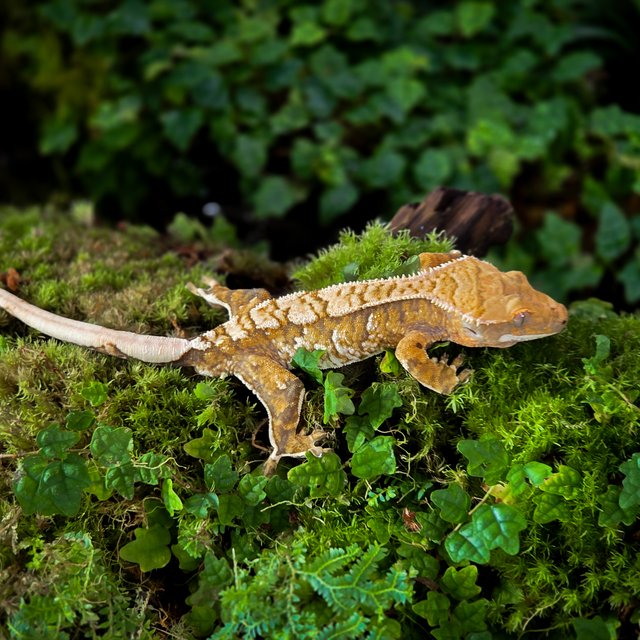 트라이 익스트림할리퀸