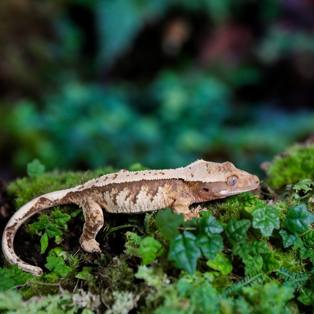 트라이 익스트림할리퀸 타이거