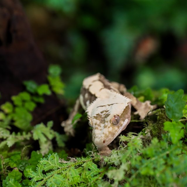 노멀 익스트림할리퀸