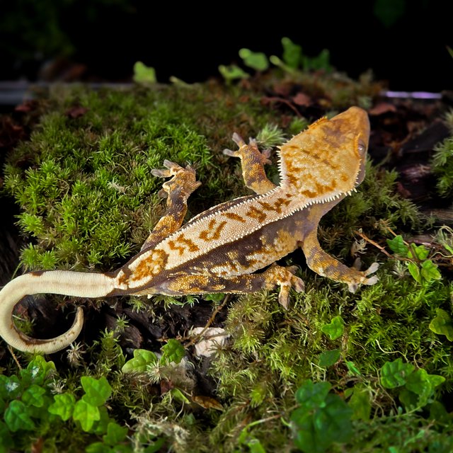 트라이 익스트림할리퀸