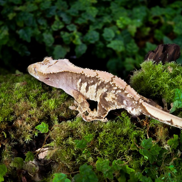 노멀 익스트림할리퀸