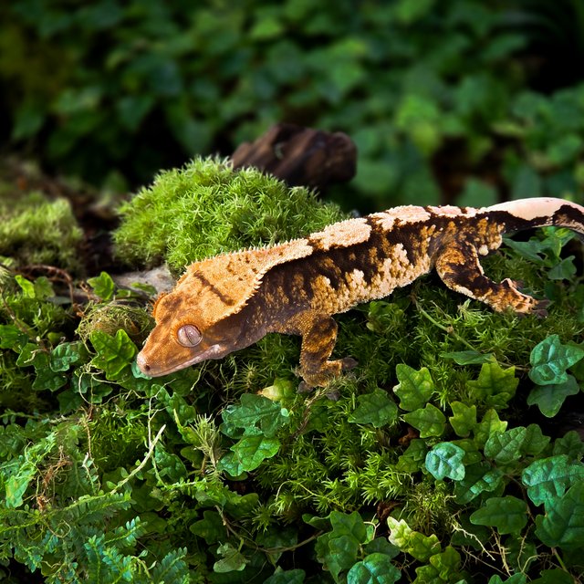 트라이 익스트림할리퀸 타이거