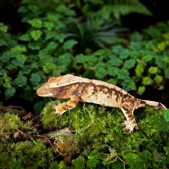 트라이 타이거 익스트림할리퀸