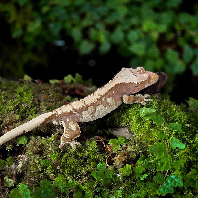 노멀 익스트림할리퀸