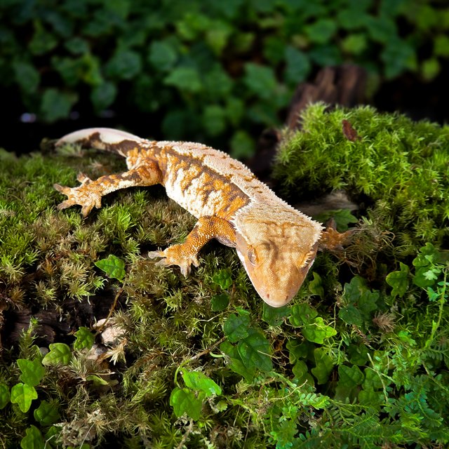 트라이 타이거 익스트림할리퀸