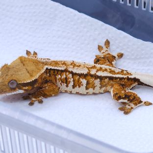 White Spot Tangerine Tri Extreme Harlequin Barb Zengex