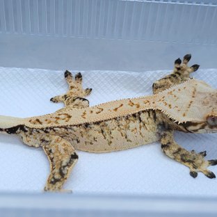 Normal White Spot Pinstripe Tri Extreme Harlequin