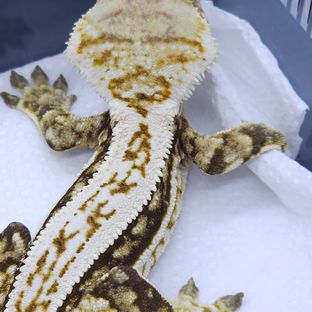 Zengex White Pin Pinstripe Tri
