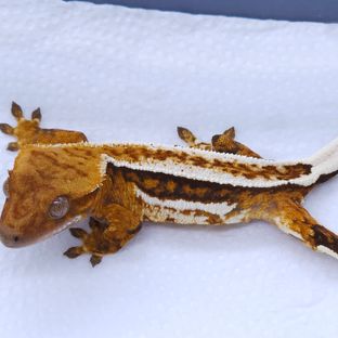 Zengex White Pin Pinstripe Tri White Tangerine