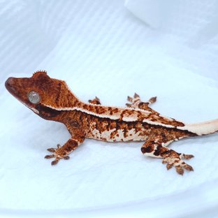 Tangerine Pinstripe Tri Extreme Harlequin White Pin