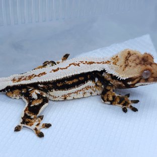 Normal Tangerine White Quad Tri