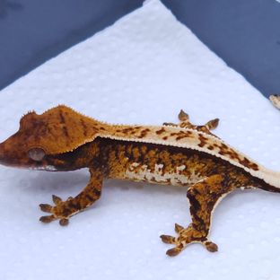Zengex Tangerine Pinstripe Tri Extreme Harlequin