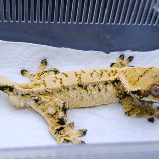 White Spot Tri Extreme Harlequin