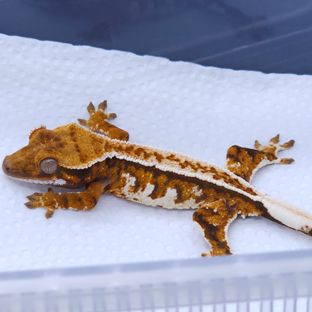 Tangerine White Pin Pinstripe Tri Extreme Harlequin Barb
