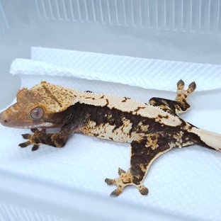 100% Het Axanthic