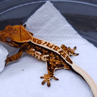 Tangerine Pinstripe Tri