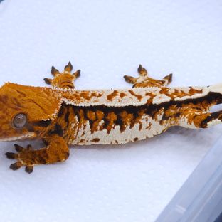 Tangerine White Pinstripe Tri Extreme Harlequin