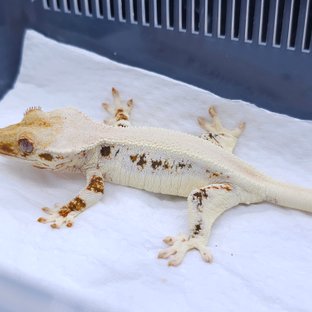 Solid Back Lilly White