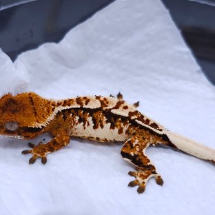 Tangerine Tri Extreme Harlequin