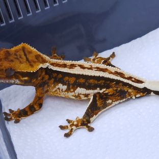 Zengex Tangerine Pinstripe Tri