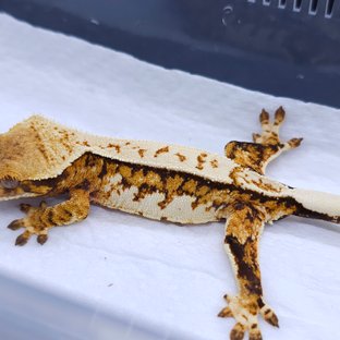 Tangerine Pinstripe Tri