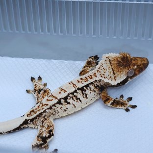 Normal White Spot Tangerine Tri Extreme Harlequin