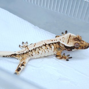 White Spot Tri Extreme Harlequin
