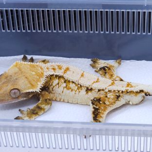 Tangerine White Spot White Pin Tri Extreme Harlequin Barb