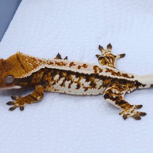 White Pin Tangerine White Pinstripe Tri Extreme Harlequin