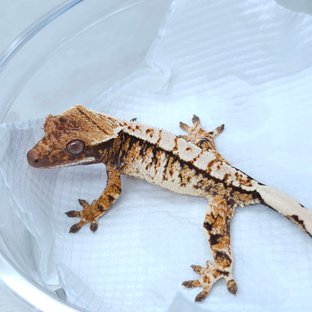 White Spot Tangerine Tri Extreme Harlequin