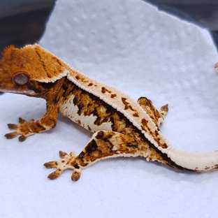 Tangerine Pinstripe Tri Extreme Harlequin