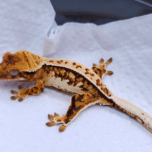 Tangerine Pinstripe Tri Extreme Harlequin