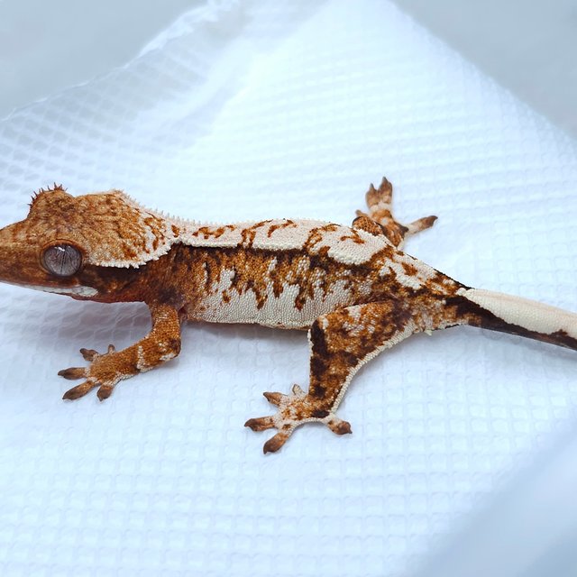 Tangerine Tri Extreme Harlequin