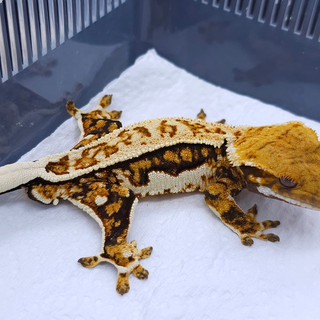 Tangerine Pinstripe Quad Tri