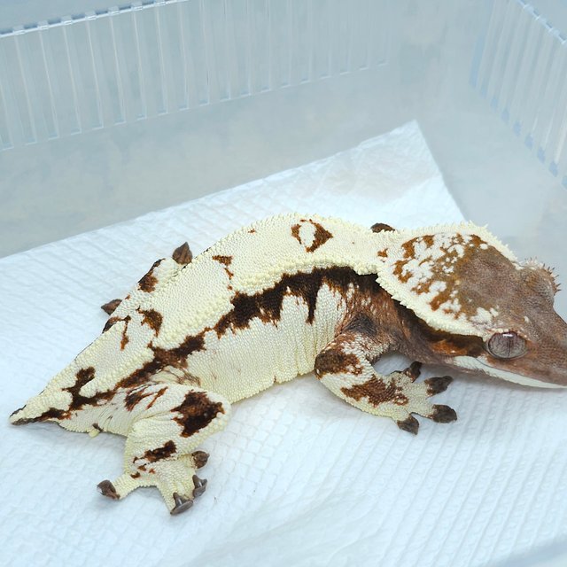 Sable