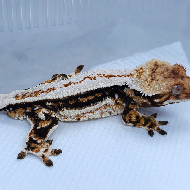 Normal Tangerine White Quad Tri