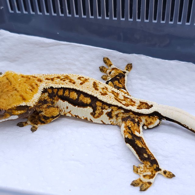 Tangerine Pinstripe Quad Tri