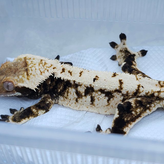 White Crown Tri Extreme Harlequin