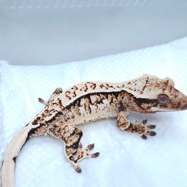 White Spot Tri Extreme Harlequin