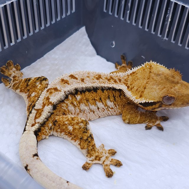 Tangerine Pinstripe Tri