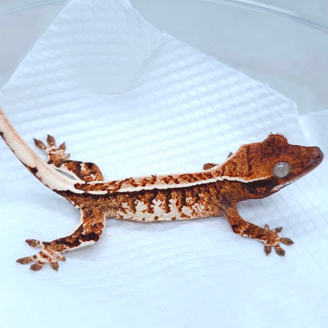 Extreme Harlequin White Pin Tangerine Pinstripe Tri