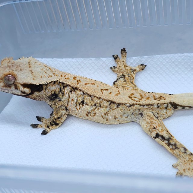 Normal White Spot Pinstripe Tri Extreme Harlequin