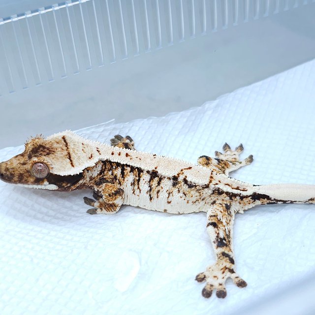White Spot Tri Extreme Harlequin