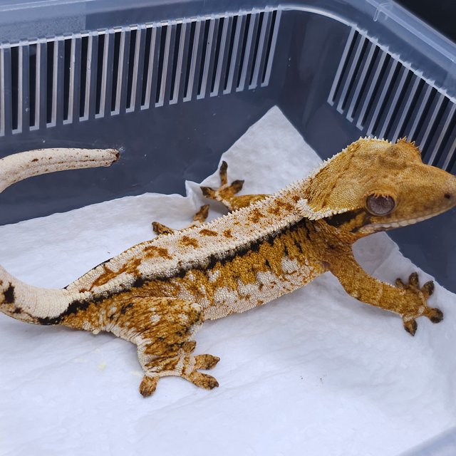 Tangerine Pinstripe Tri