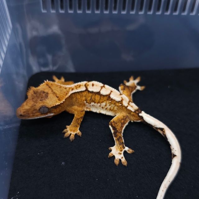 크림시클