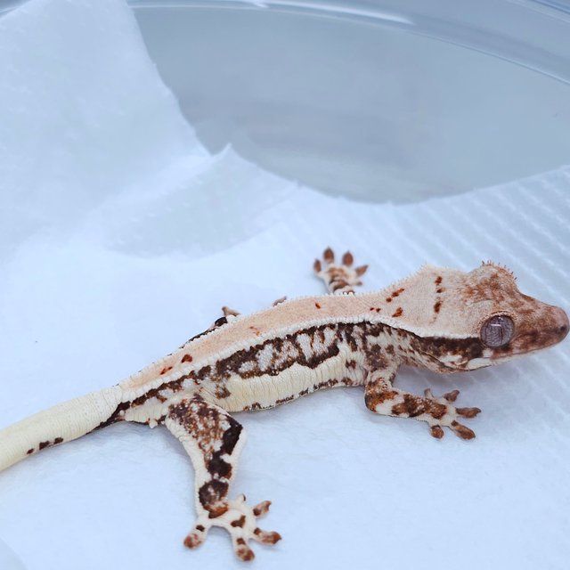 Lilly White
