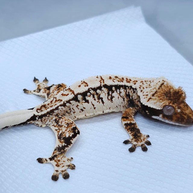 Normal White Spot Tangerine Tri Extreme Harlequin