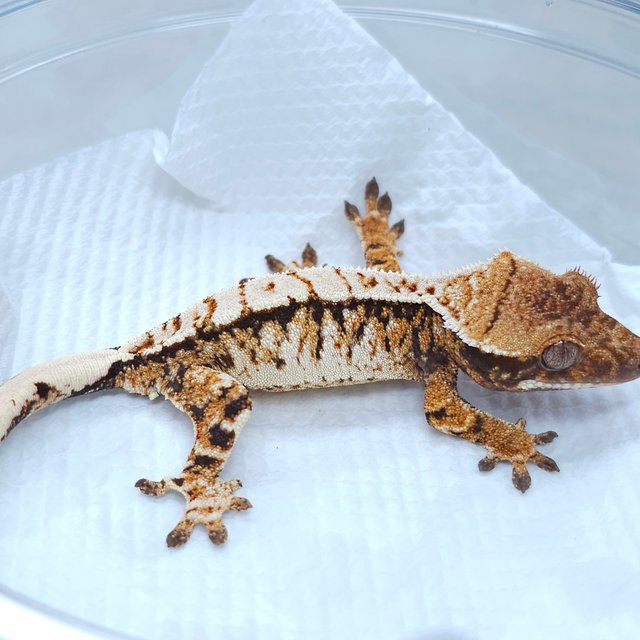White Spot Tangerine Tri Extreme Harlequin